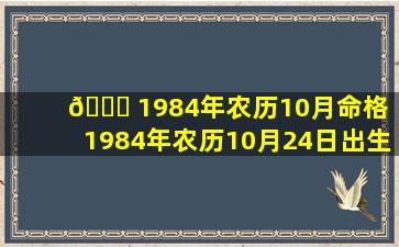 🍀 1984年农历10月命格「1984年农历10月24日出生是什么命」